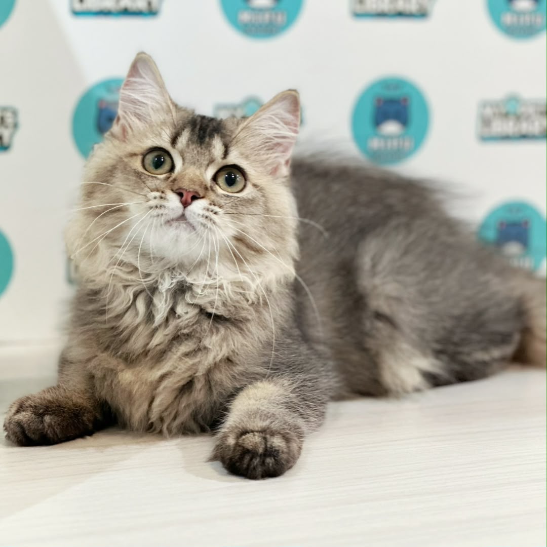 British Longhair Kitten