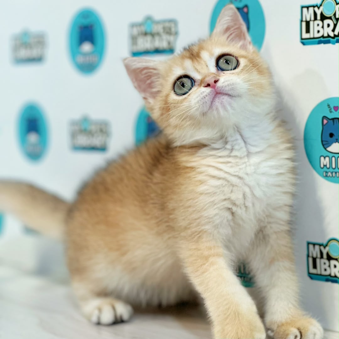 British Shorthair Kitten