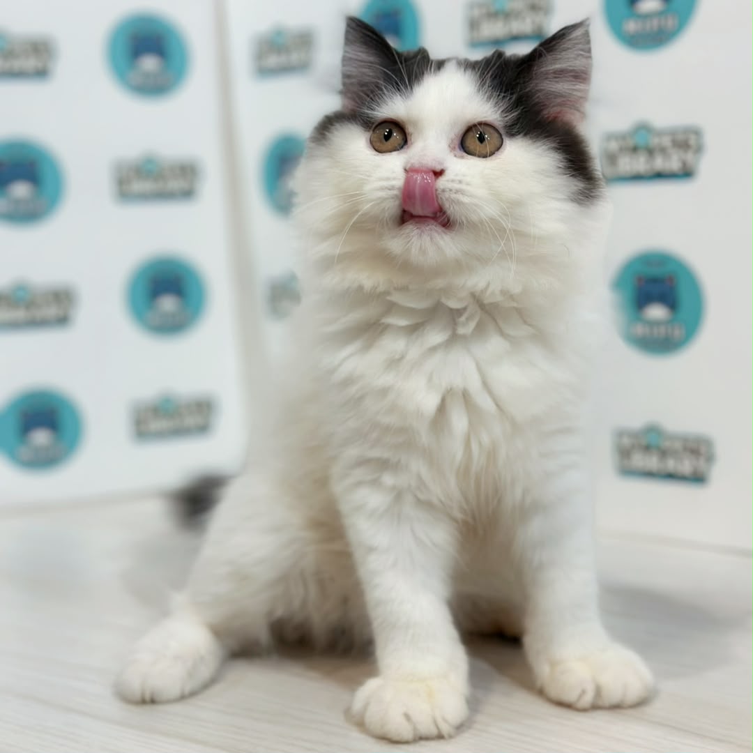 Persian Kitten