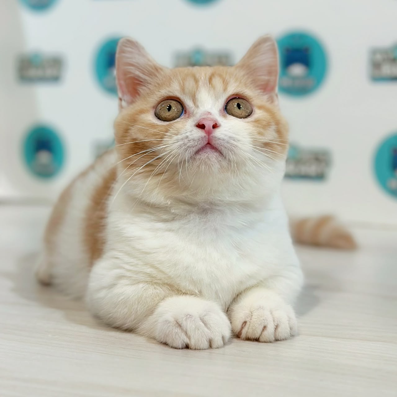 Super Short Munchkin British Shorthair Kitten