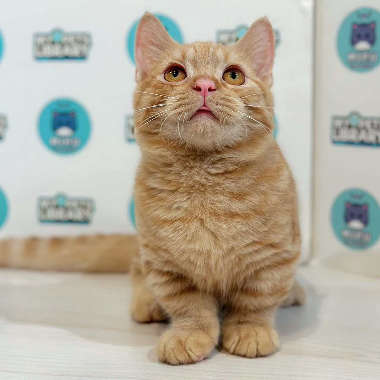 Super Short Munchkin British Shorthair Kitten