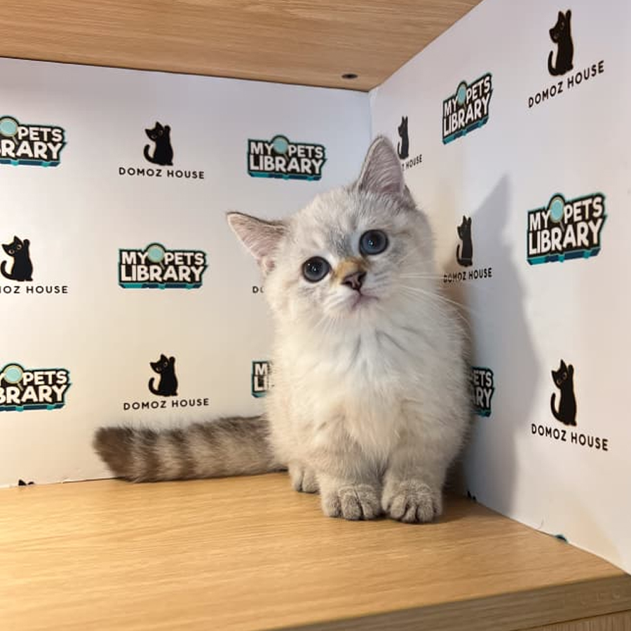Munchkin Kitten