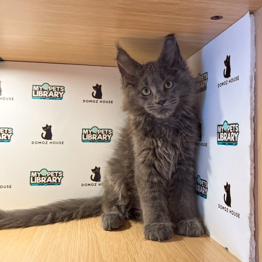 Maine Coon Kitten