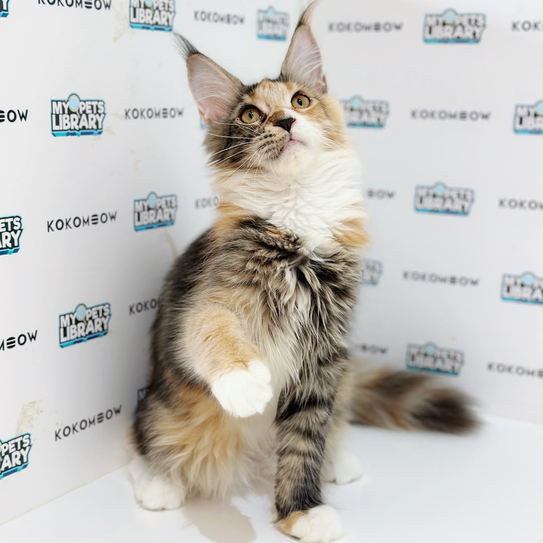 Maine Coon Kitten
