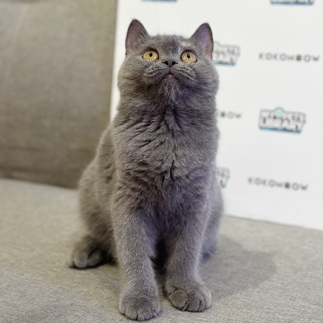 British Shorthair Kitten