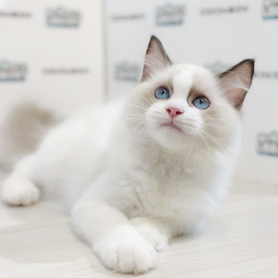 Ragdoll Kitten