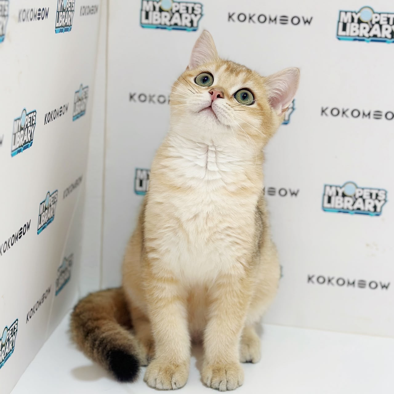 British Shorthair Kitten