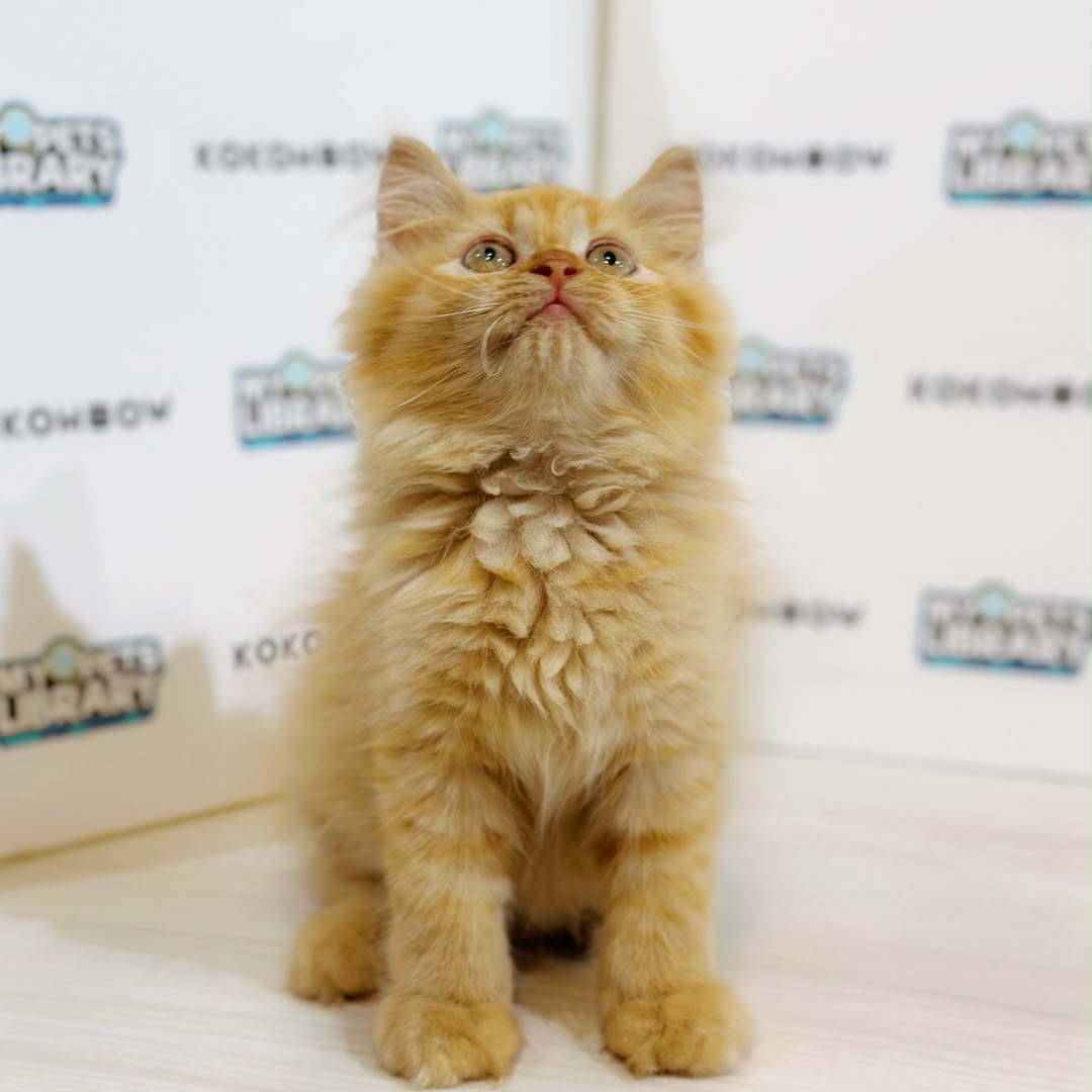 Turkish Angora Persian Kitten