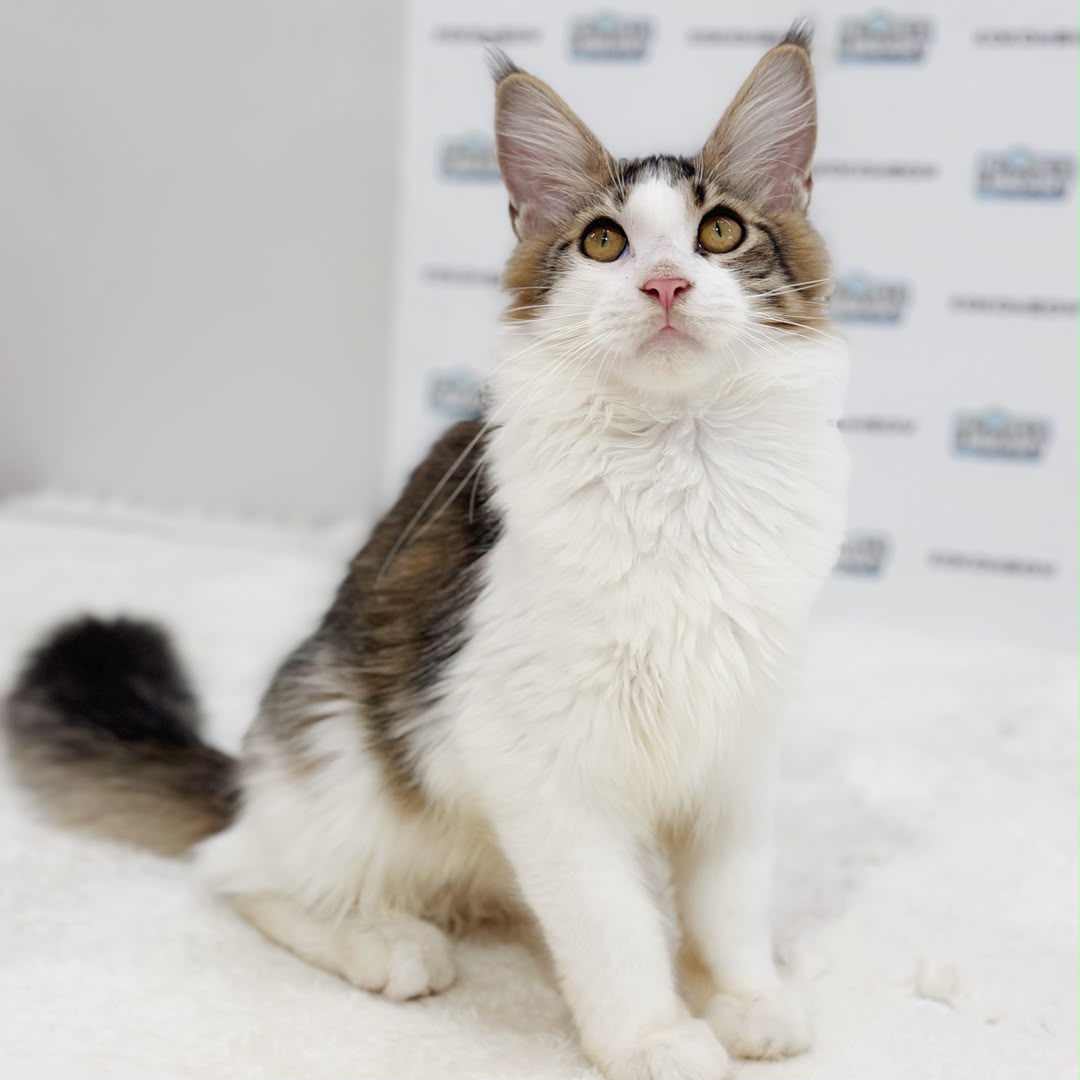 Maine Coon Kitten