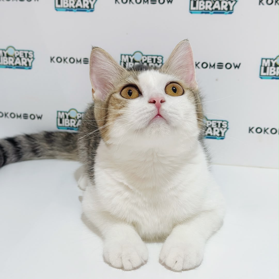 Scottishstraight Kitten