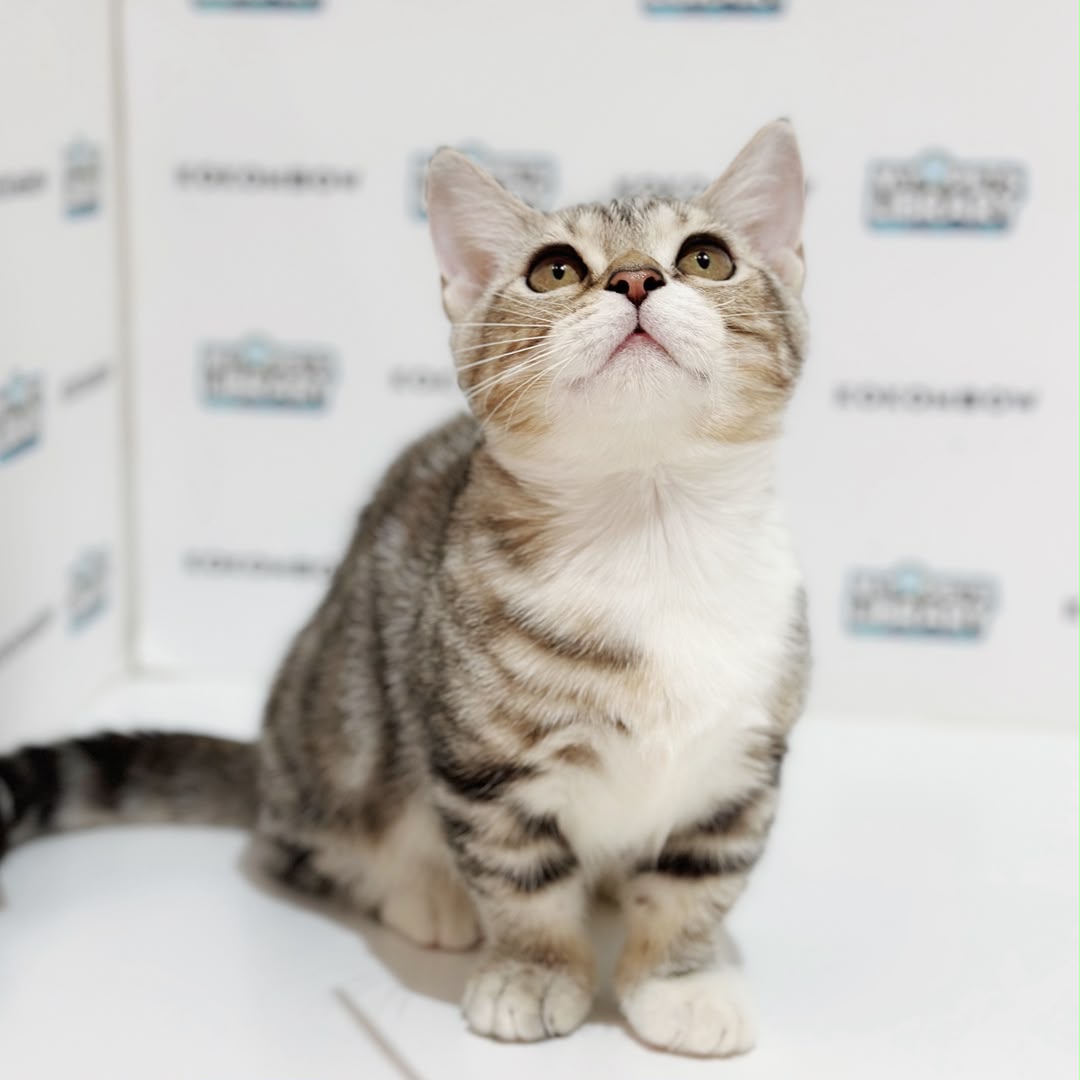 Short Munchkin American Shorthair Kitten