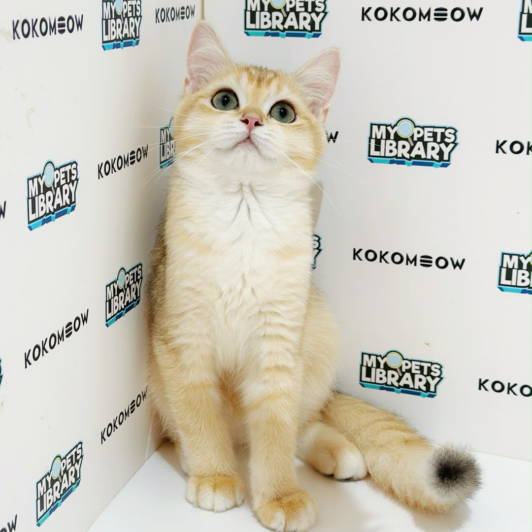 British Shorthair Kitten