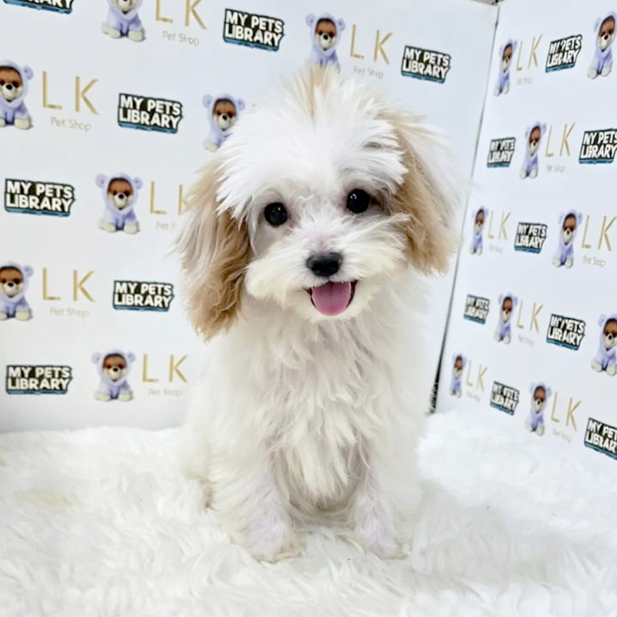 Maltipoo Puppy