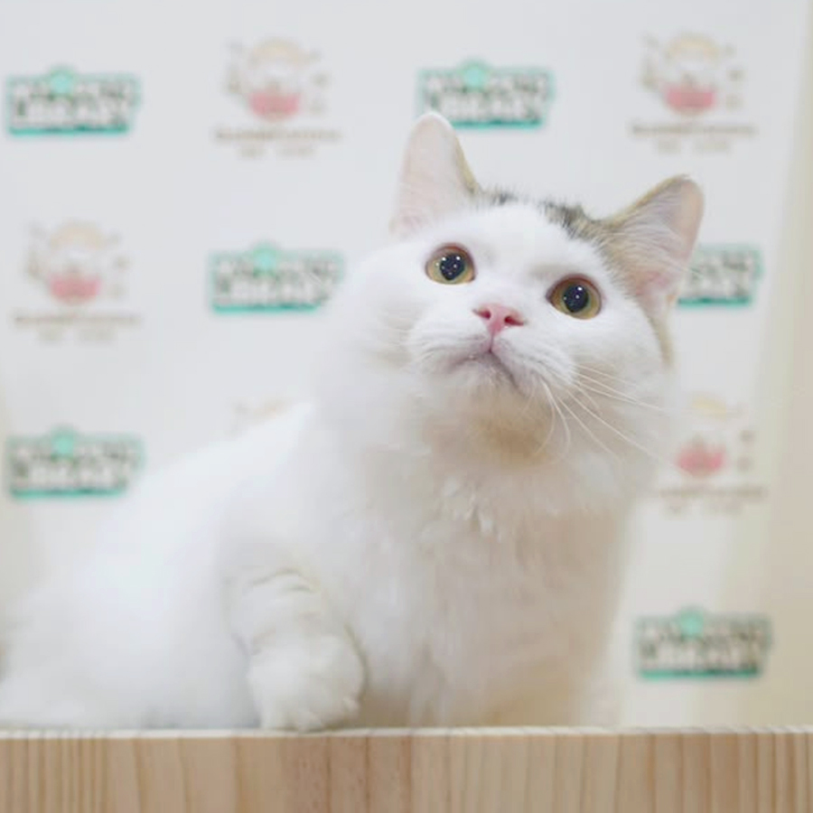 Munchkin Longhair Kitten