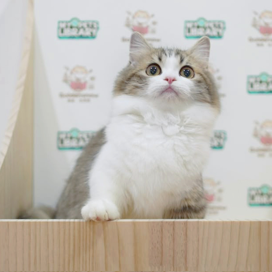 Munchkin Longhair Kitten