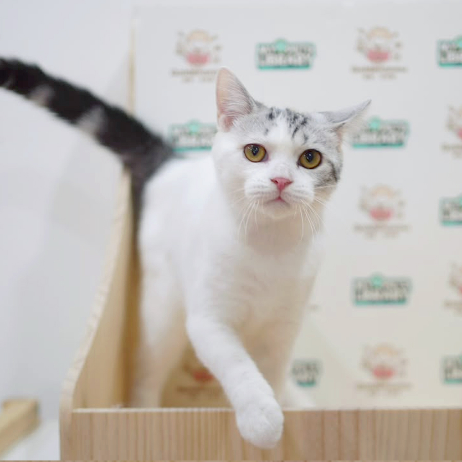American Shorthair Kitten