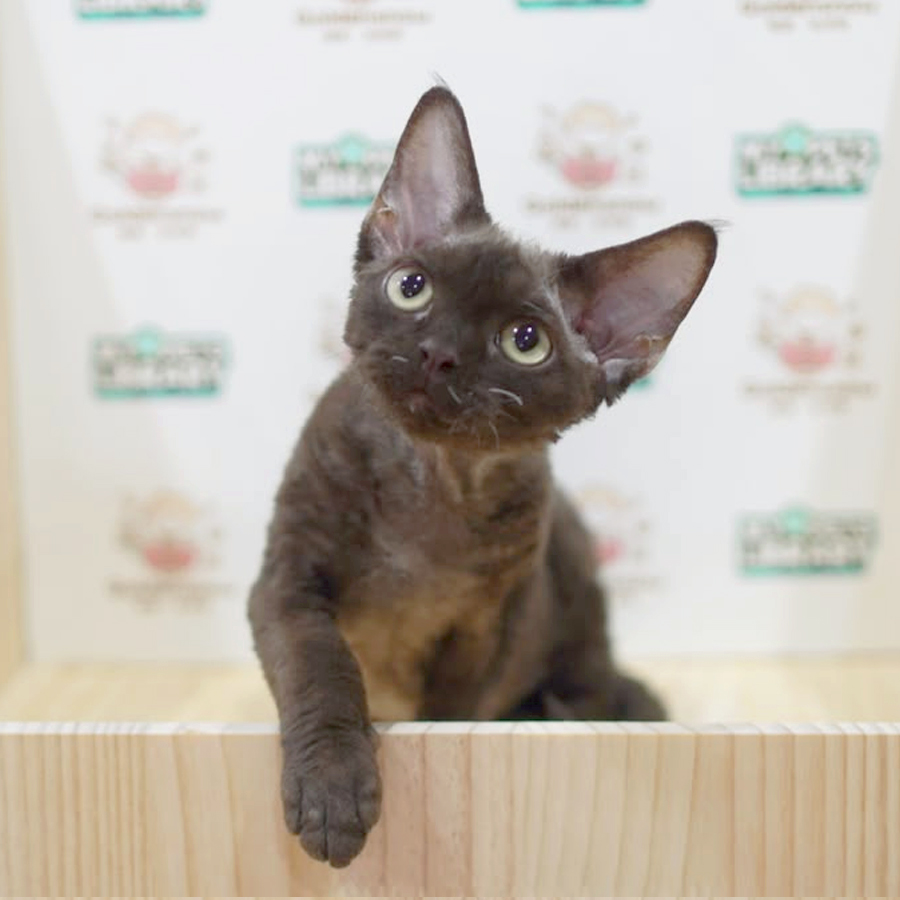 Devon Rex Kitten