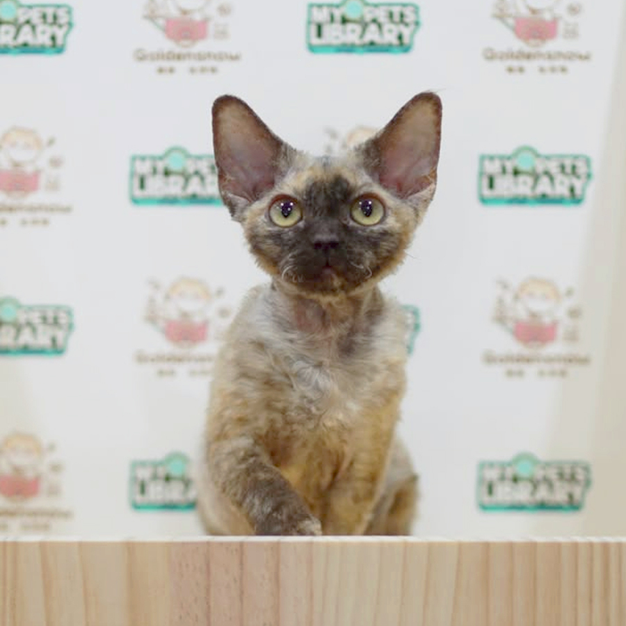 Devon Rex Kitten