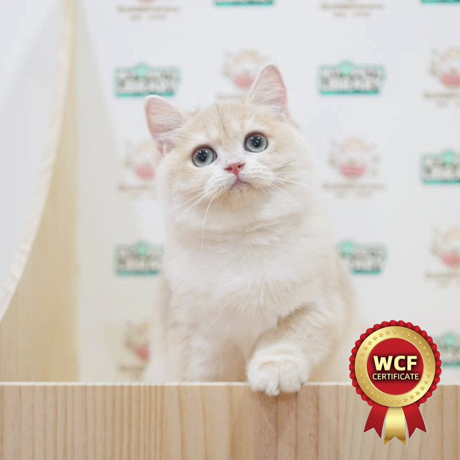 WCF British Shorthair Kitten
