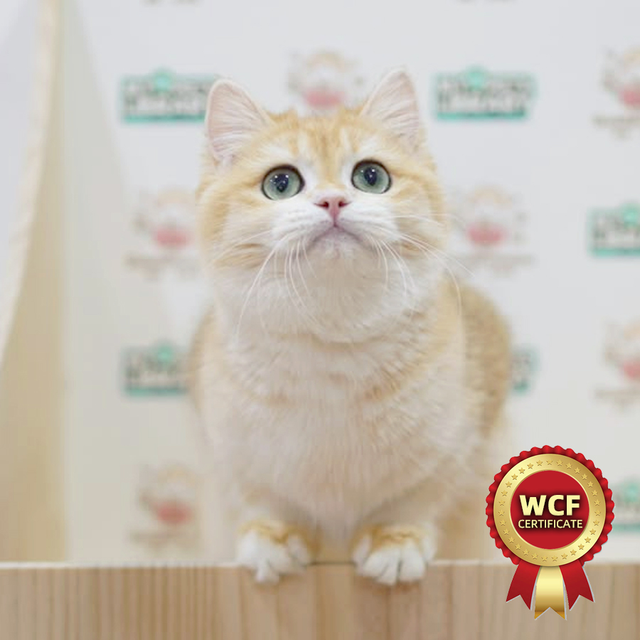 WCF British Shorthair Kitten