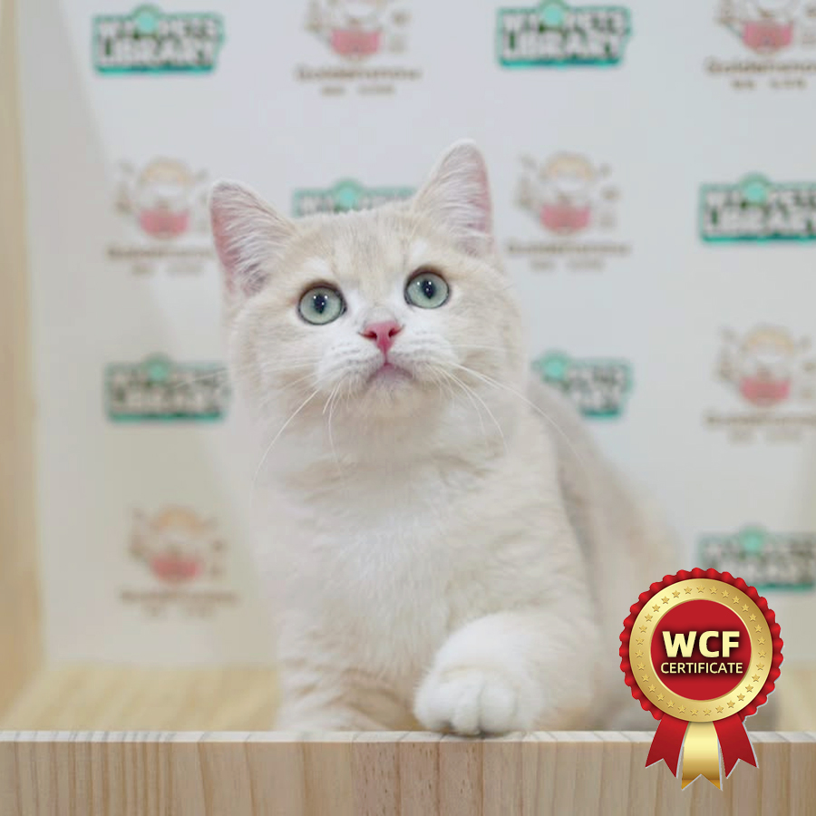 WCF British Shorthair Kitten