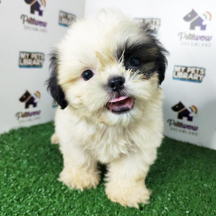 Shih Tzu Puppy
