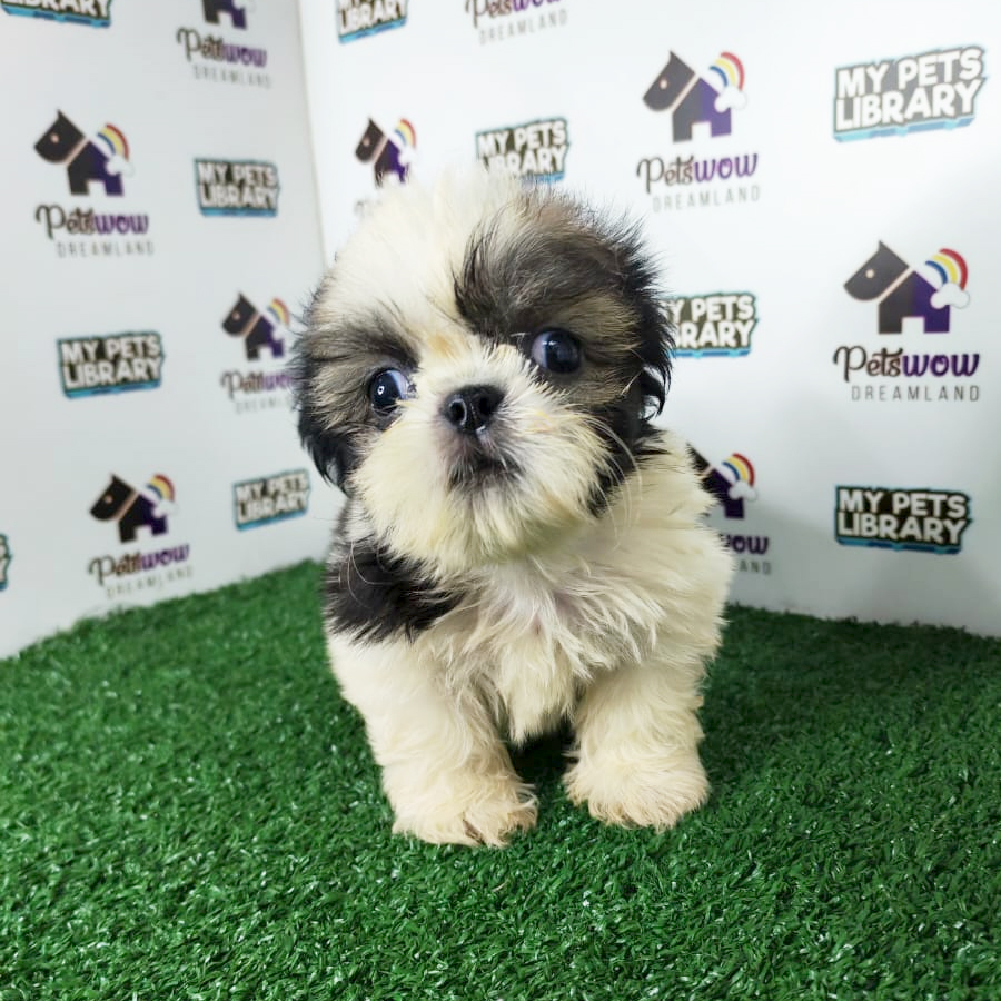 Shih Tzu Puppy