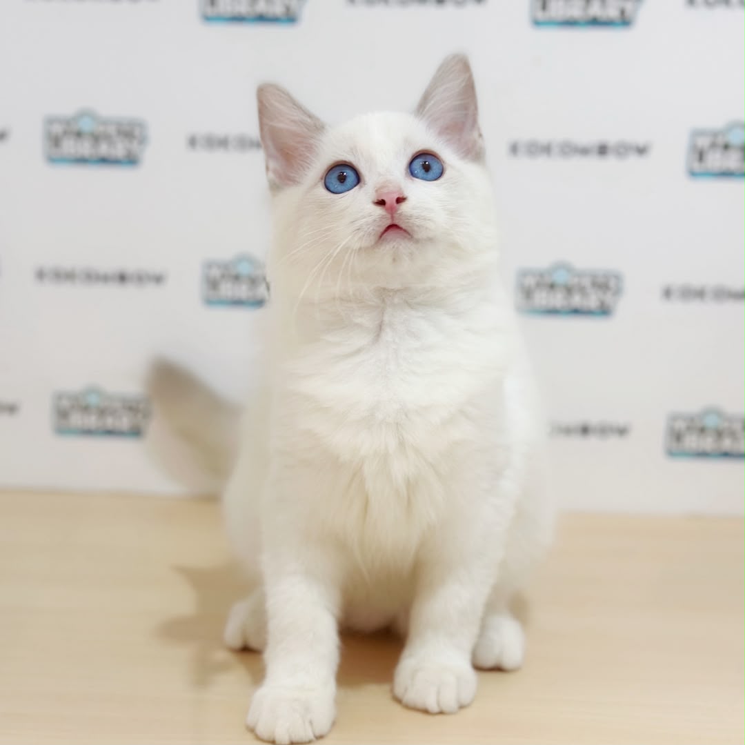 Ragdoll Kitten