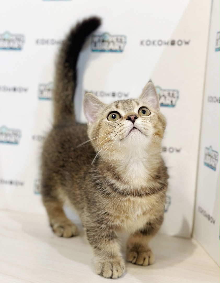 Super Short Munchkin British Shorthair Kitten