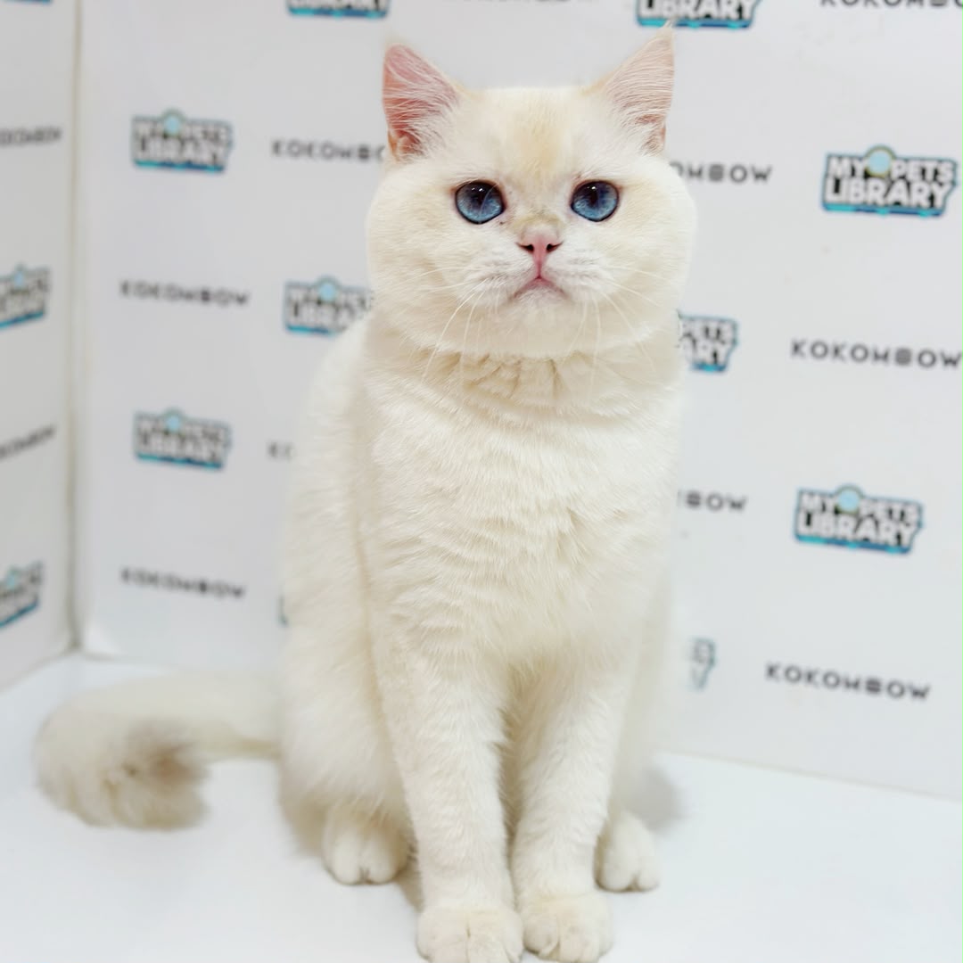 British Shorthair Kitten
