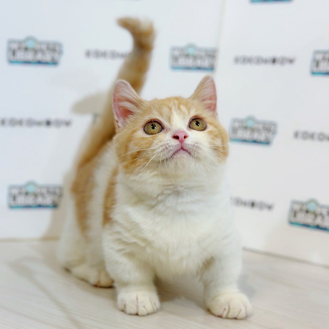 Super Short Munchkin British Shorthair Kitten