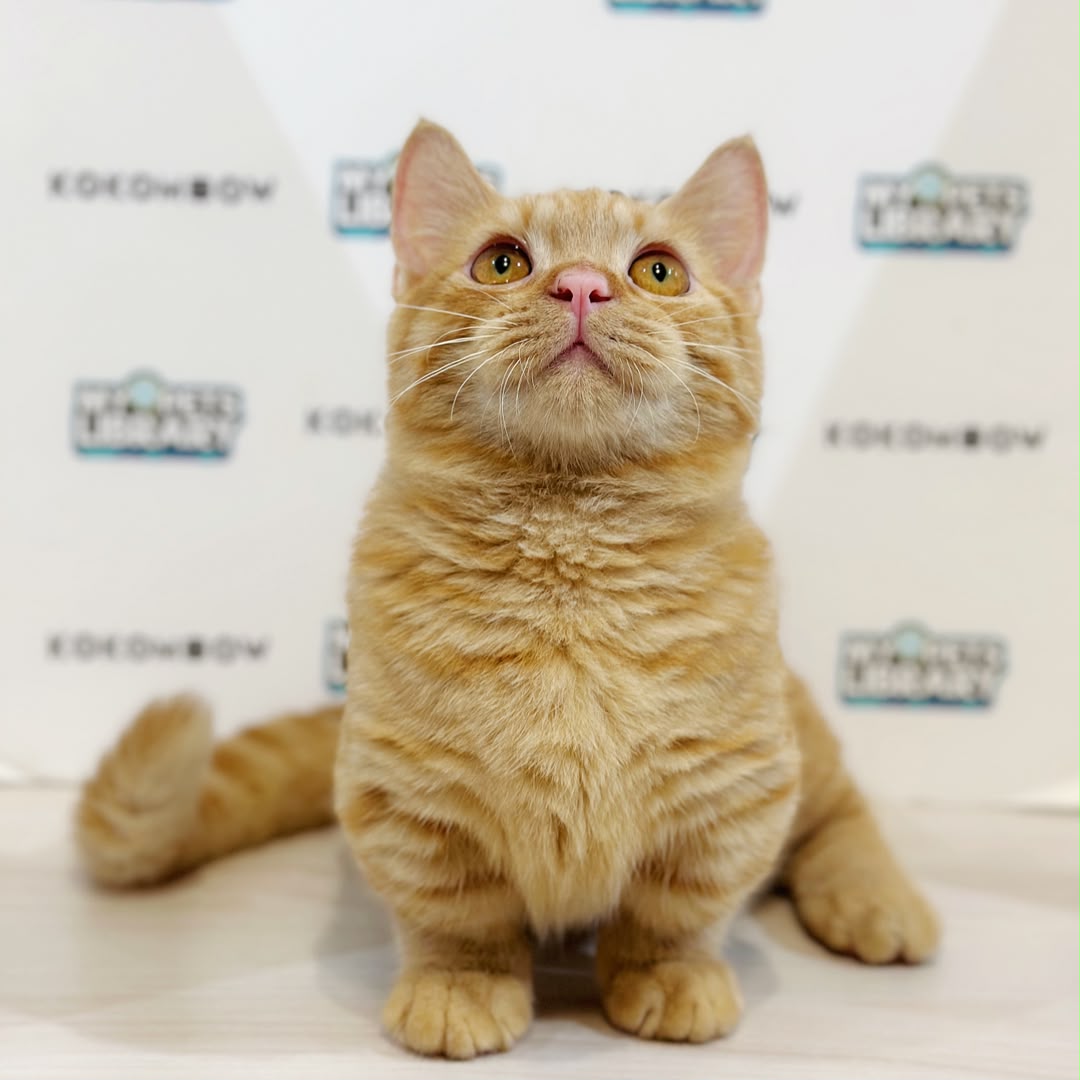 Super Short Munchkin British Shorthair Kitten