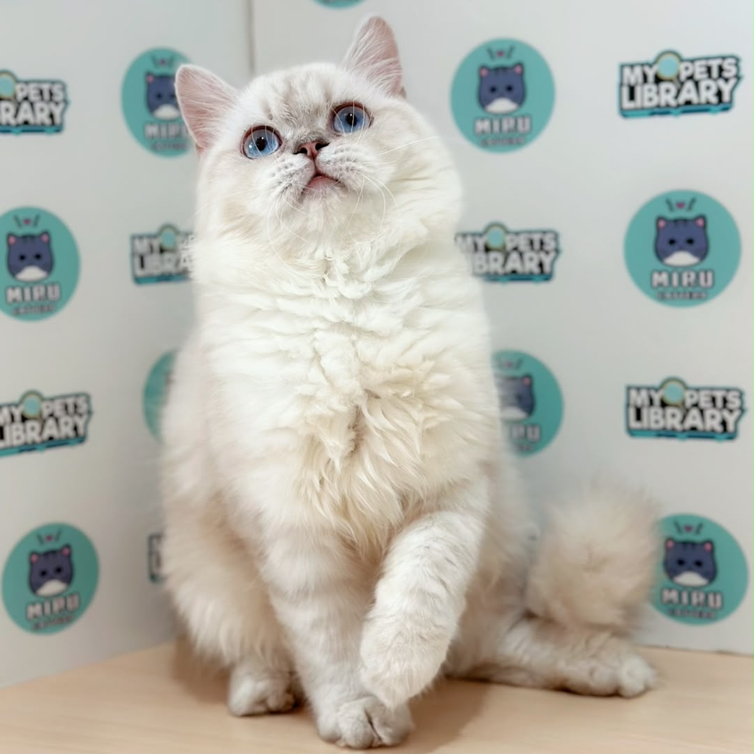Himalayan Persian Kitten