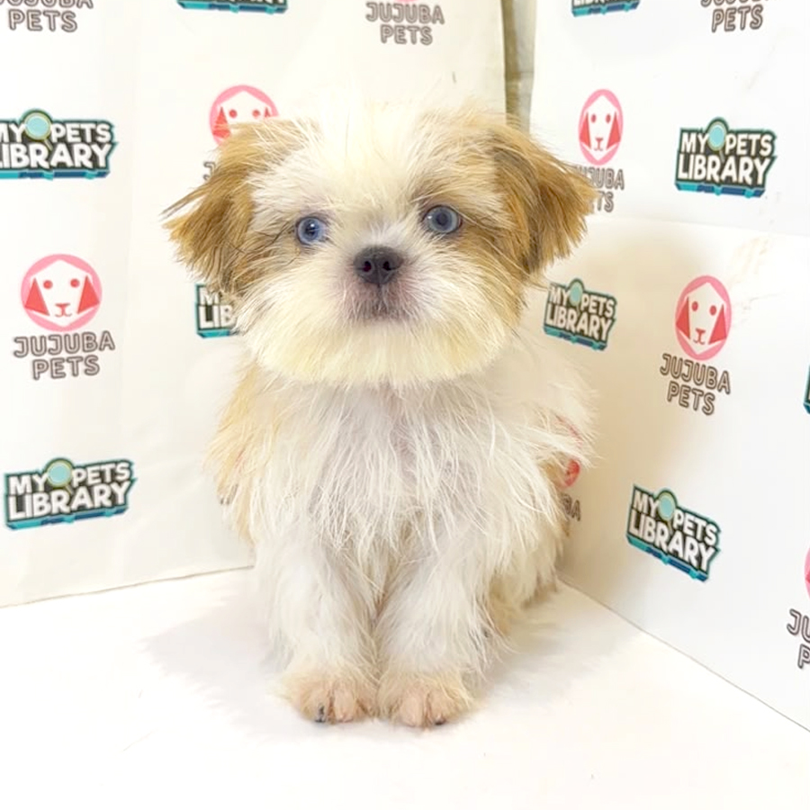 Shih Tzu Puppy