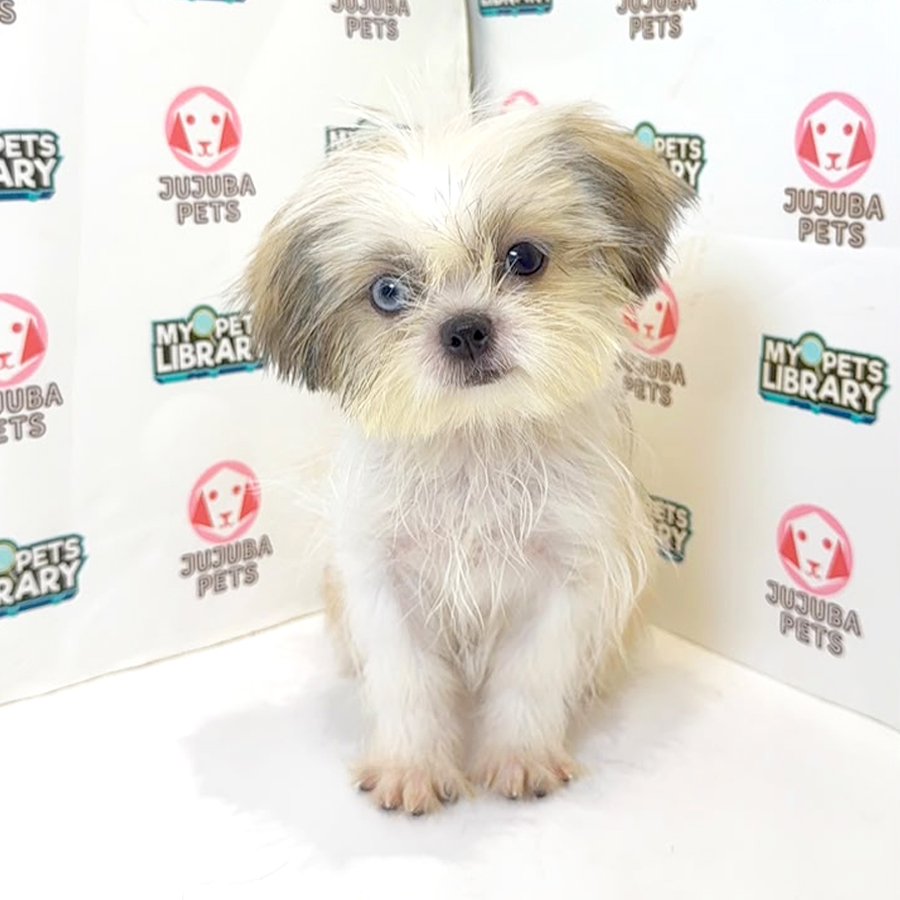 Shih Tzu Puppy