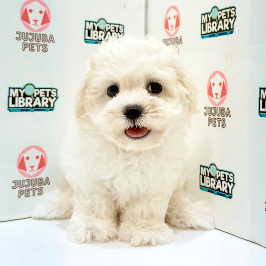 Maltese Puppy