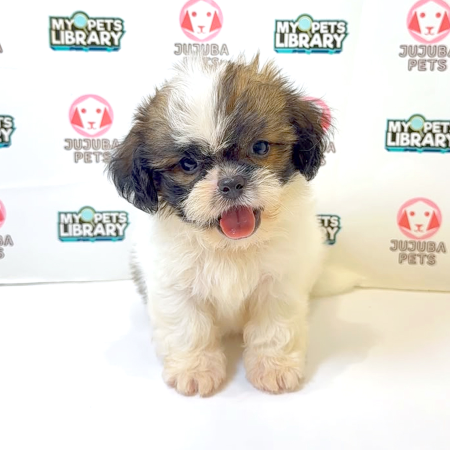 Shih Tzu Puppy
