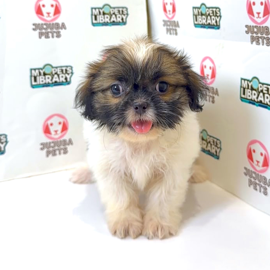 Shih Tzu Puppy