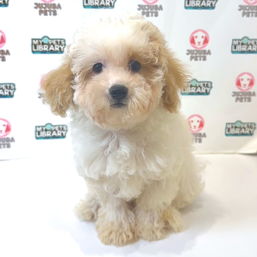 Poochon Puppy