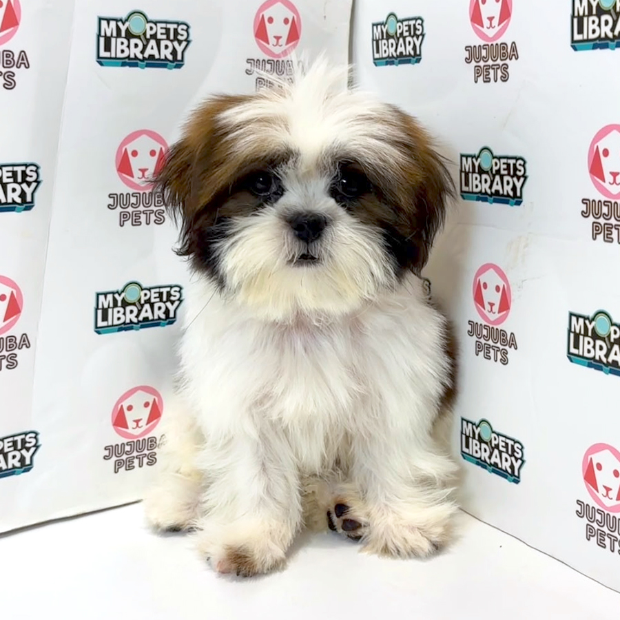 Shih Tzu Puppy