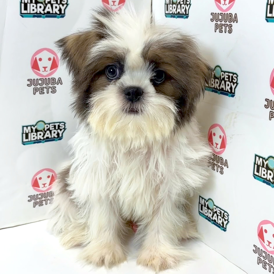 Shih Tzu Puppy