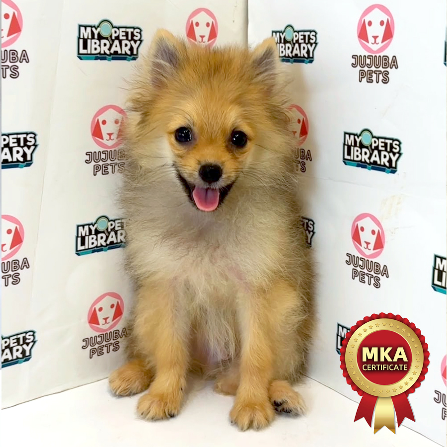 MKA Pomeranian Puppy