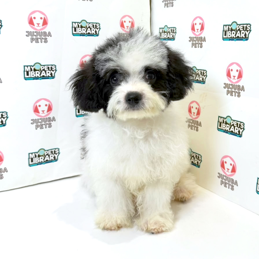 Shihpoo Puppy