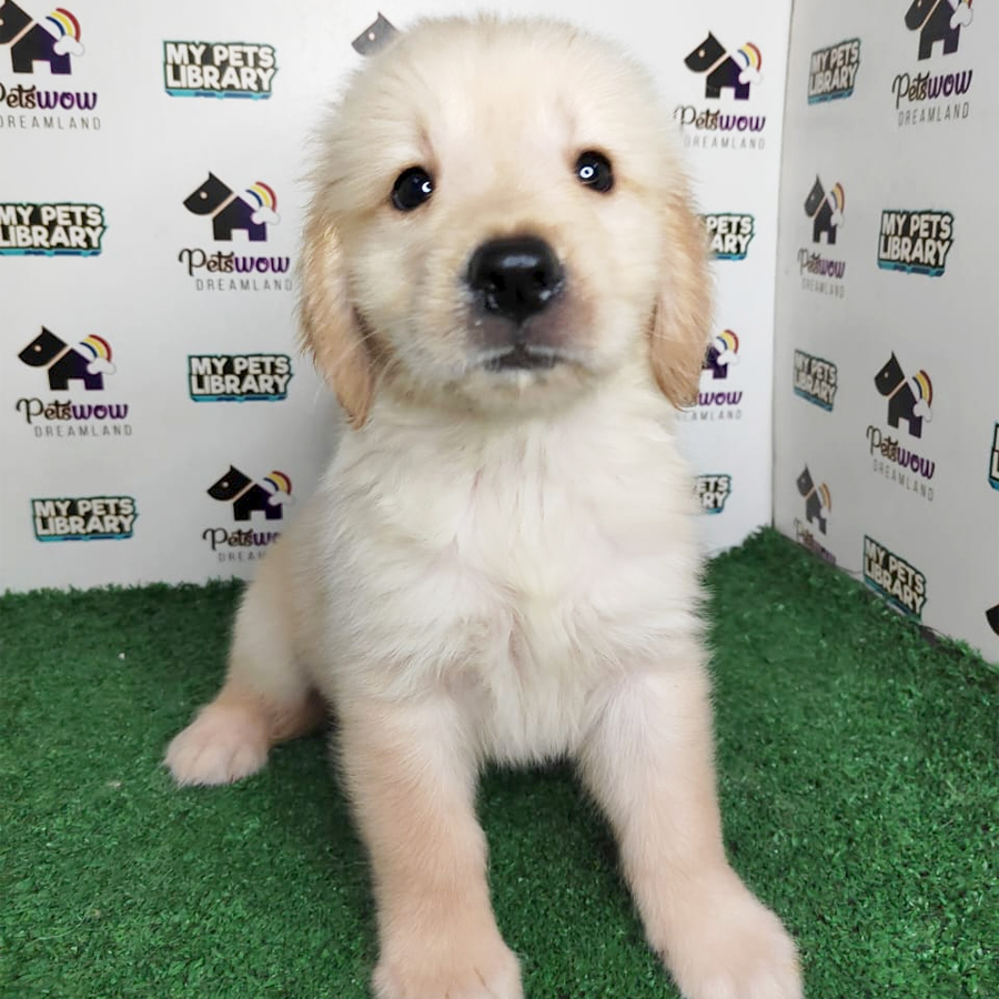 Golden Retriever Puppy