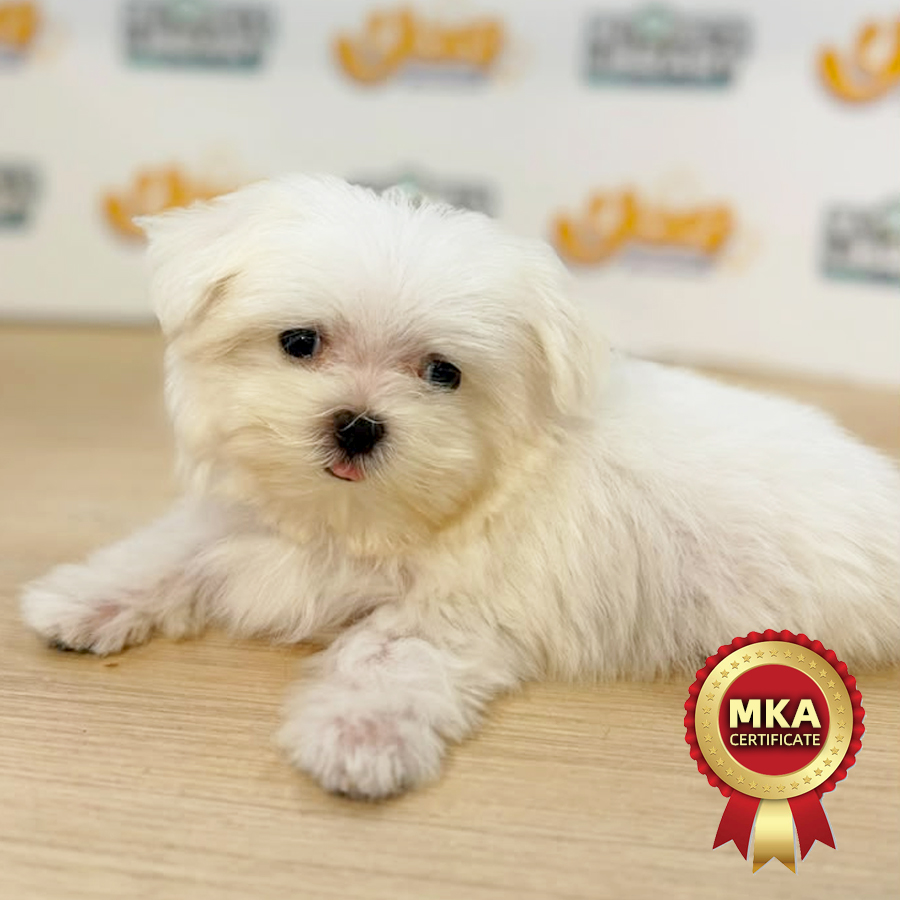 MKA Maltese Puppy