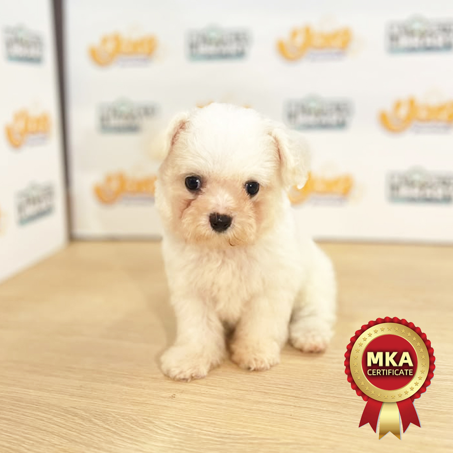 MKA Bichon Frise Puppy