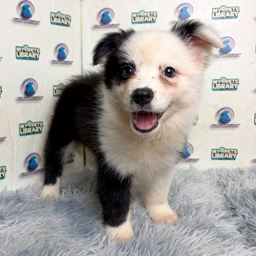 Border Collie Puppy