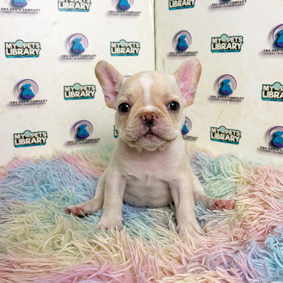 French Bulldog Puppy