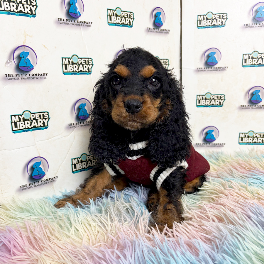 Cocker Spaniel Puppy