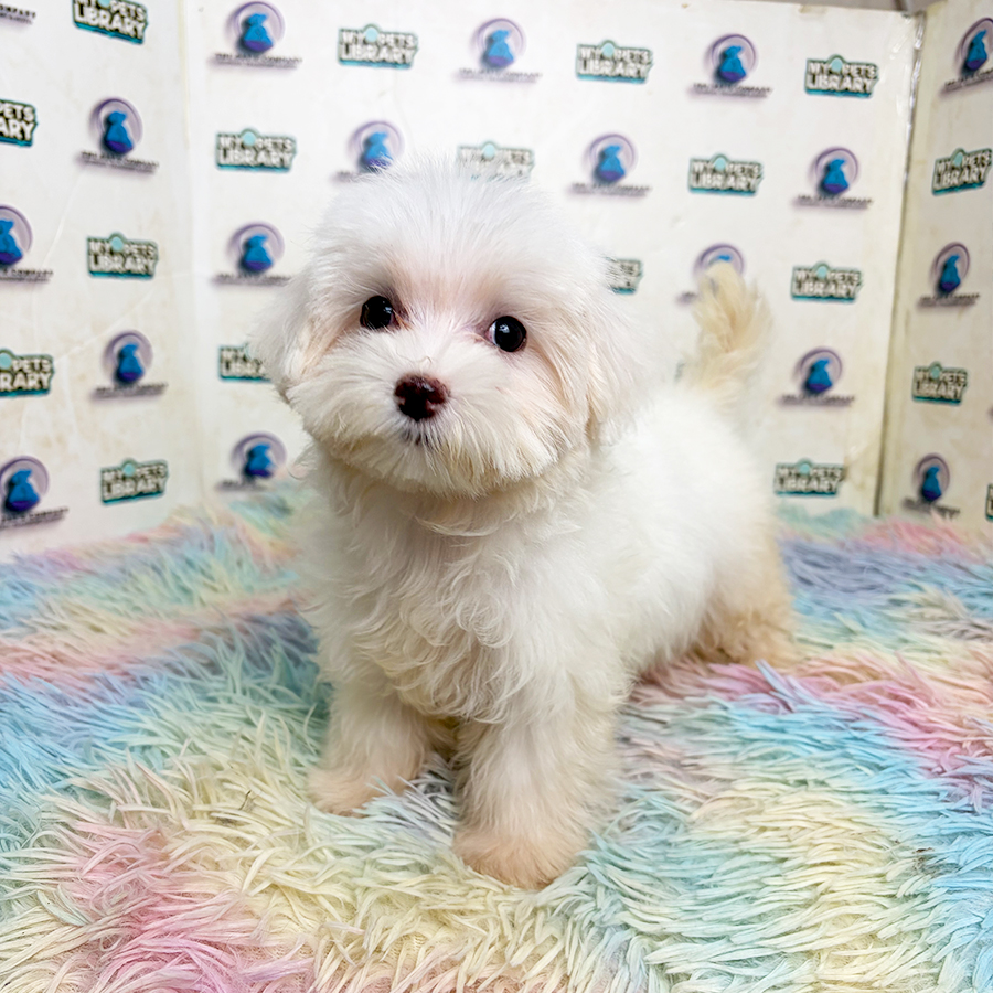 Maltese Puppy